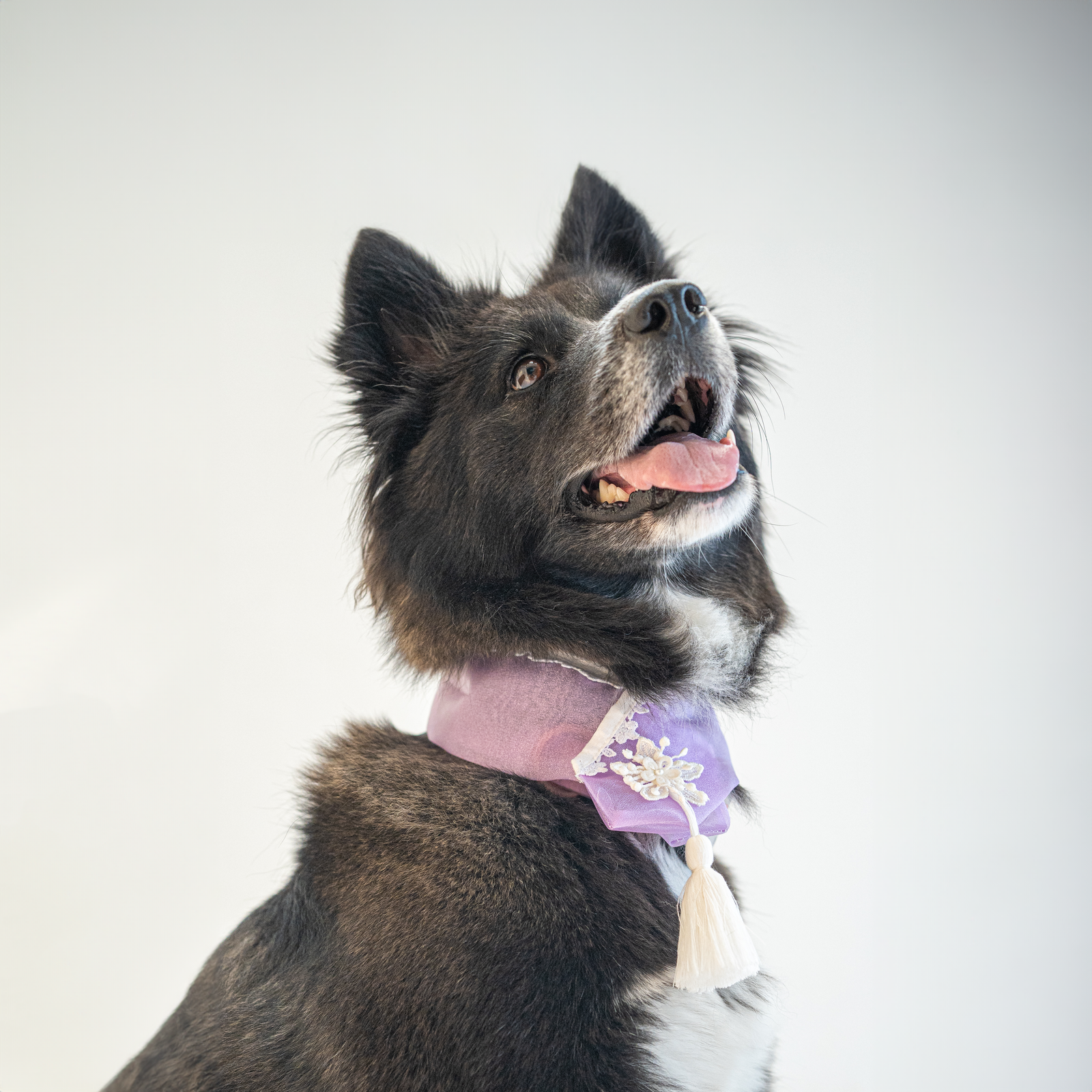Kiyowoof — Photography by Panlapan Creative Lab